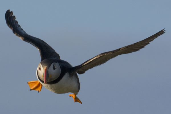 Puffin, Westray
