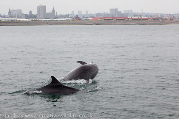 bottlenose-dolphins-3