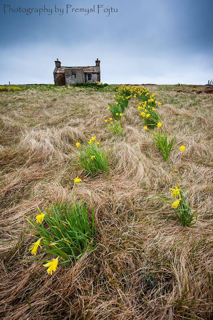 Daffodil path to an abandoned cottage on Graemsay