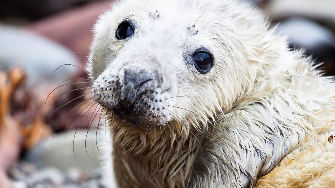 Newborn seal pup on Faray