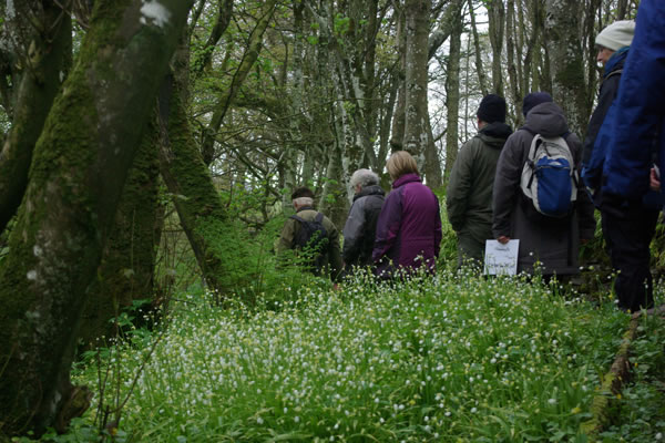 Not-quite-dawn chorus by Alison Nimmo