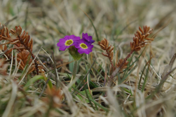 Primula scotica by Alison Nimmo