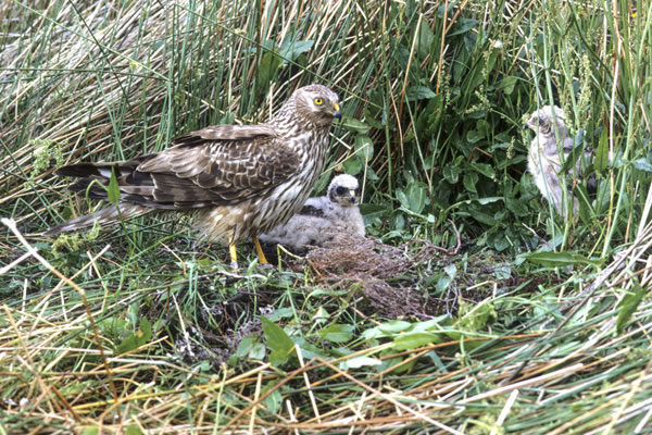 Hen Harrier