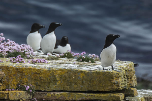 Razorbills