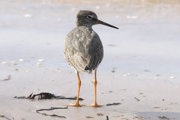 Redshank