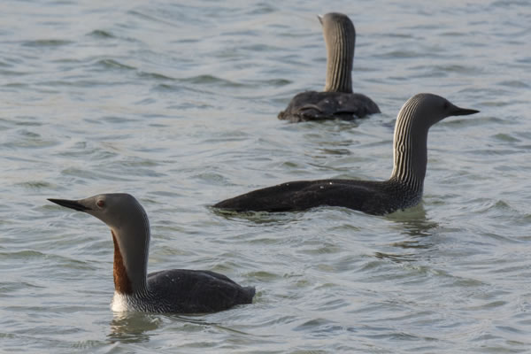 Red-Throated Divers