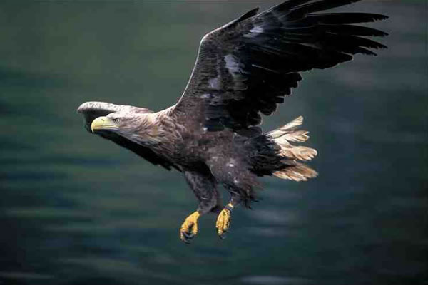 Sea Eagle