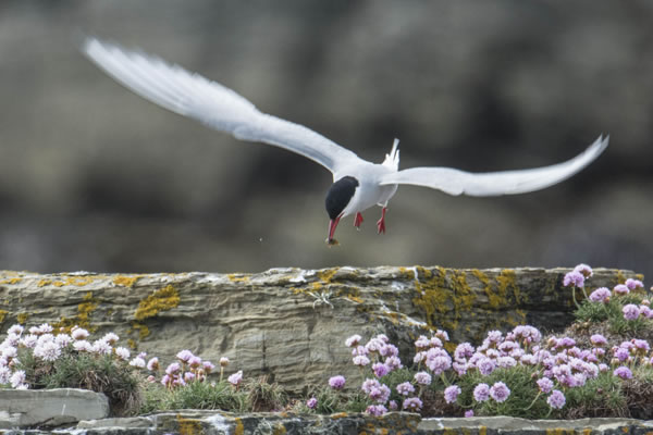 Arctic tern