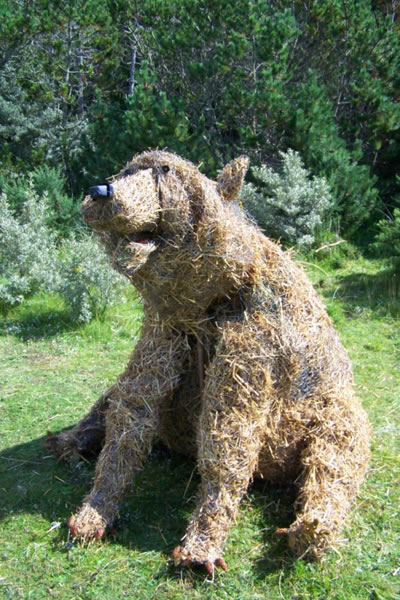 Dunnet Forest bear