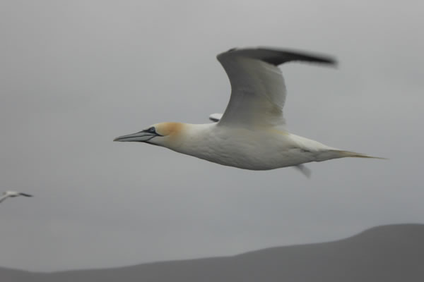 northlink-shetland-rnli-cruise-13