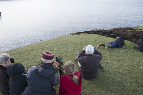 Birdwatching in Shetland