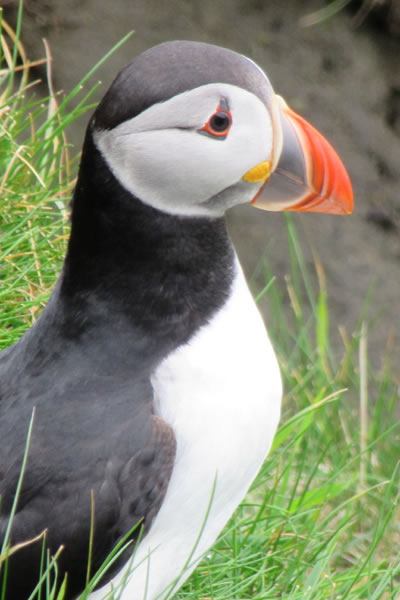 Puffin at Sumburgh Head