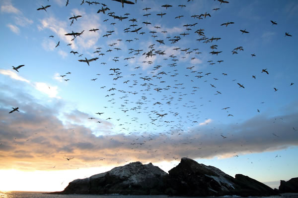 Shetland gannets