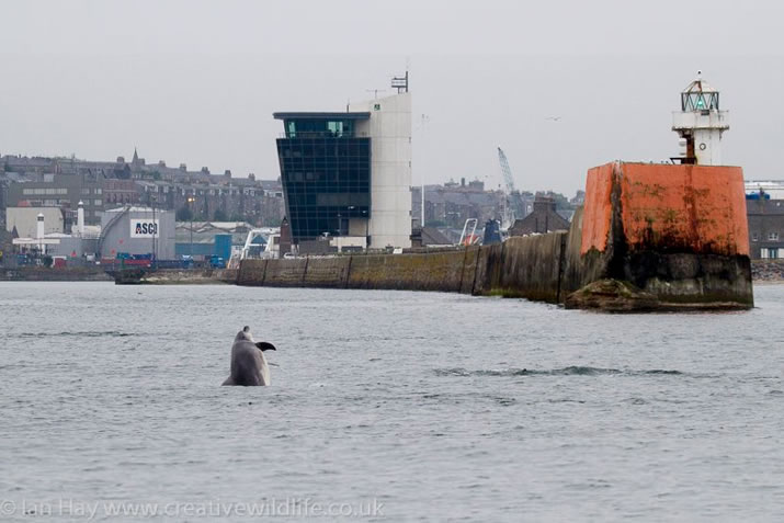 Bottlenose Dolphins, Aberdeen