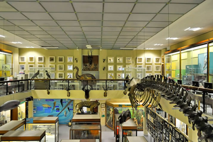 University of Aberdeen, Zoology Museum