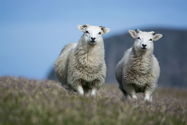 Fair Isle Sheep