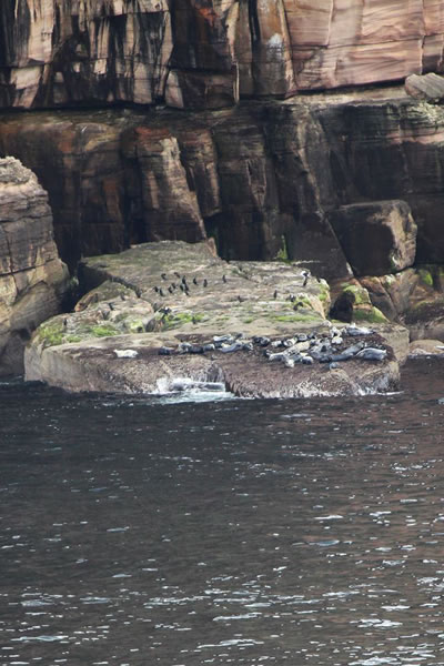 Orkney Nature Festival Cruise