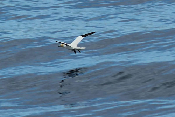 Orkney Nature Festival Cruise