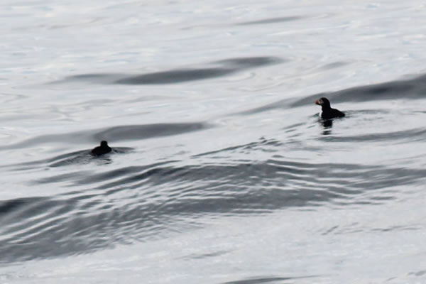 Orkney Nature Festival Cruise