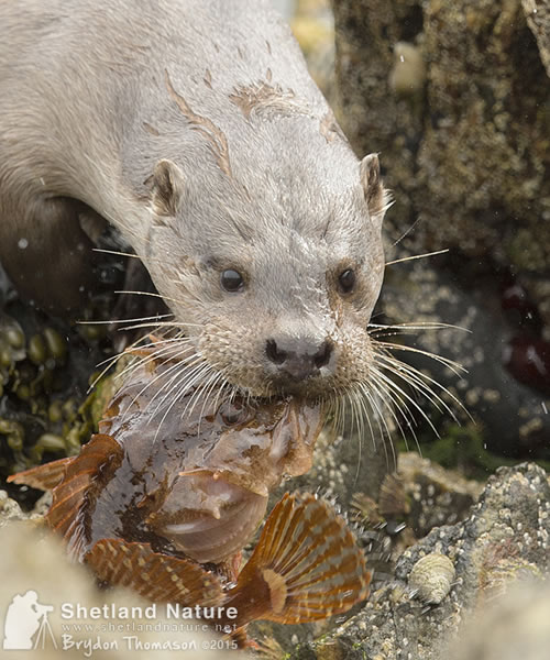 Otter eating a scorpion fish