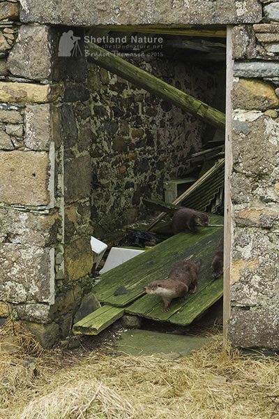 Otter family leaving ruined barn