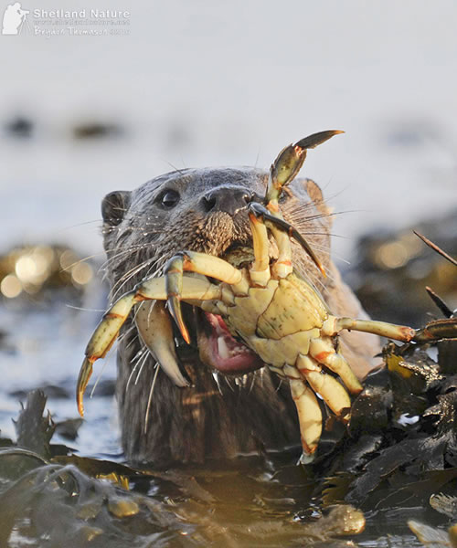Otter with crab