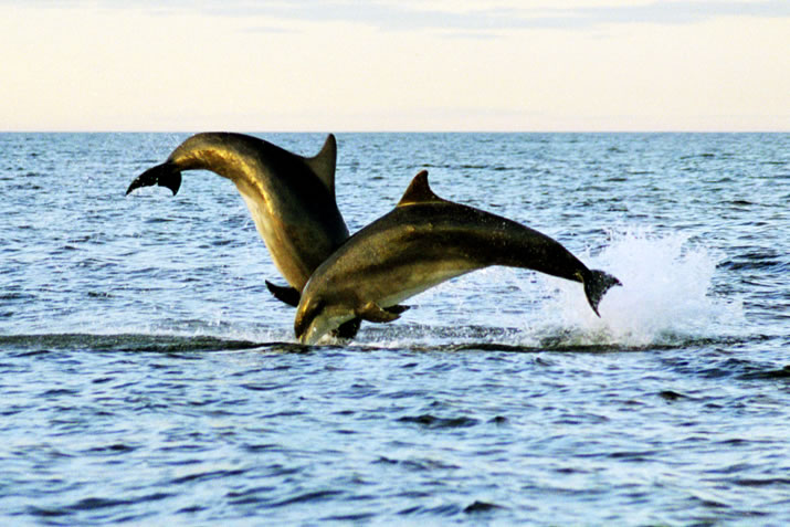 aberdeen-dolphins