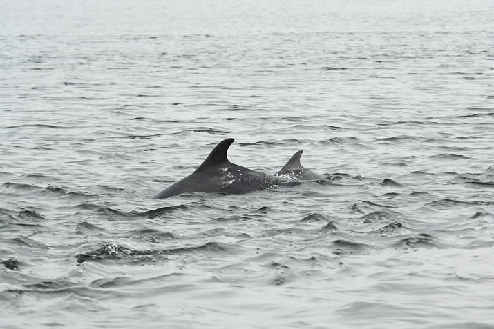 Dolphins at Chanonry Point