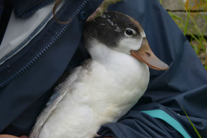 Duck getting ringed at the North Ronaldsay Bird Observatory, Orkney