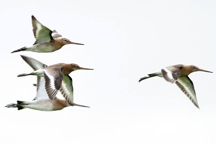 North Ronaldsay Bird Observatory, Orkney - birds in flight