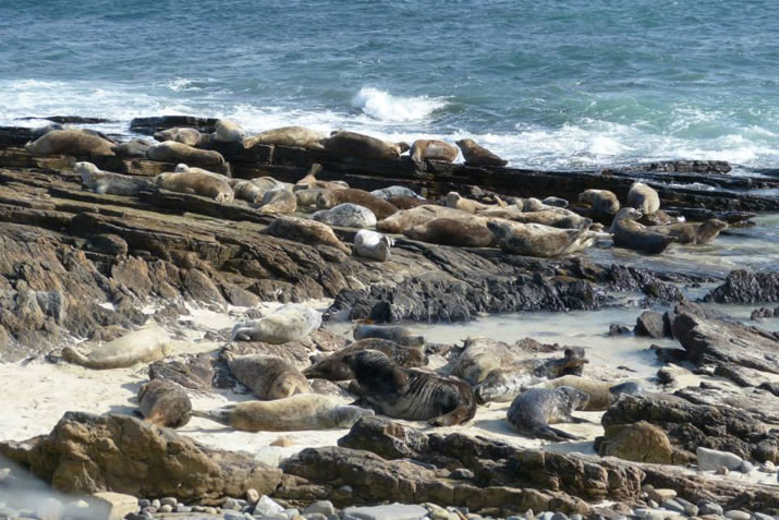 Seals on a North Ronaldsay beach, Orkney
