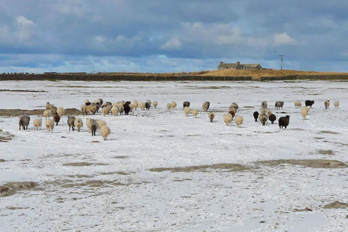 North Ronaldsay Sheep, Orkney