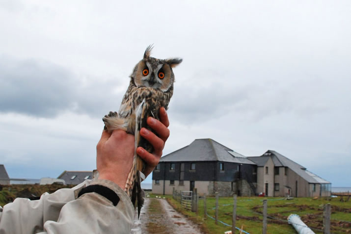 Owl captured in North Ronaldsay, Orkney