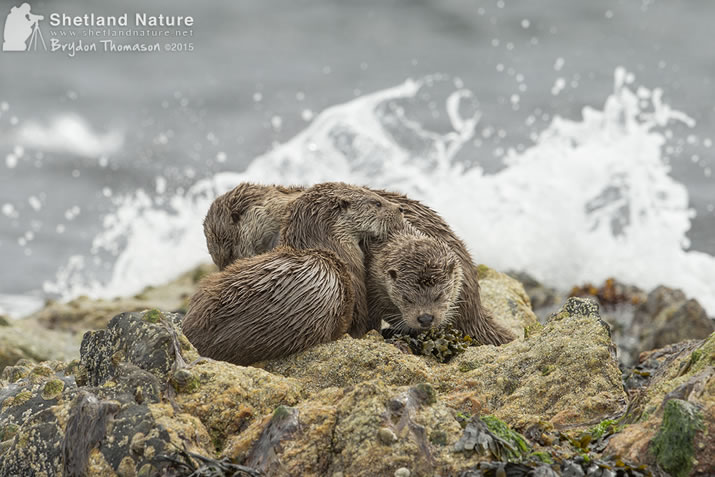 Otters in Shetland