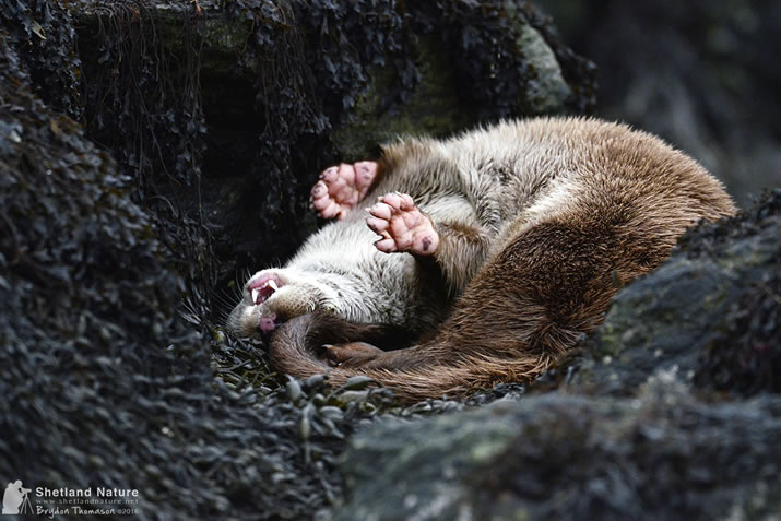 Otter awakening