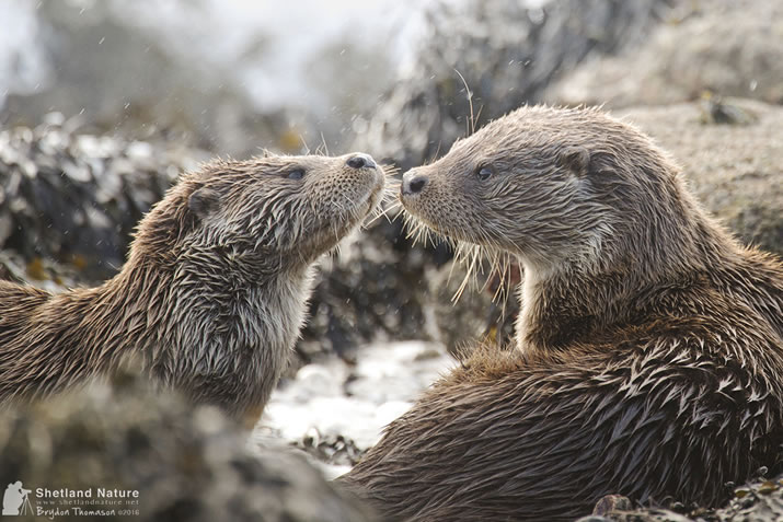 Shetland otter couple