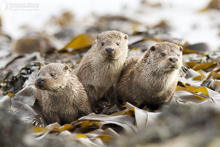 Shetland otters
