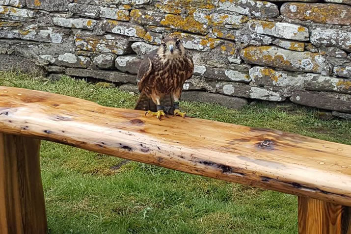 Ragnor the lanner falcon, Orkney