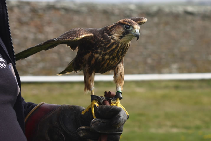 Lanner falcon, Skaill House Falconry, Orkney