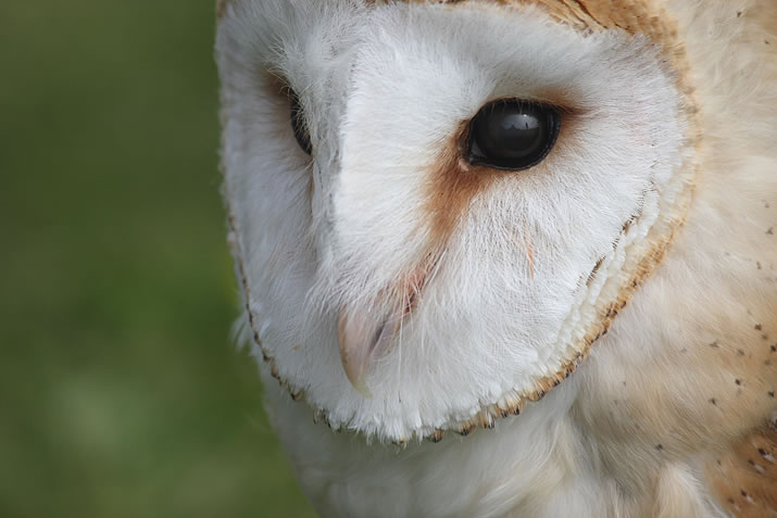 Peedie the Barn Owl at Skaill House Falconry, Orkney