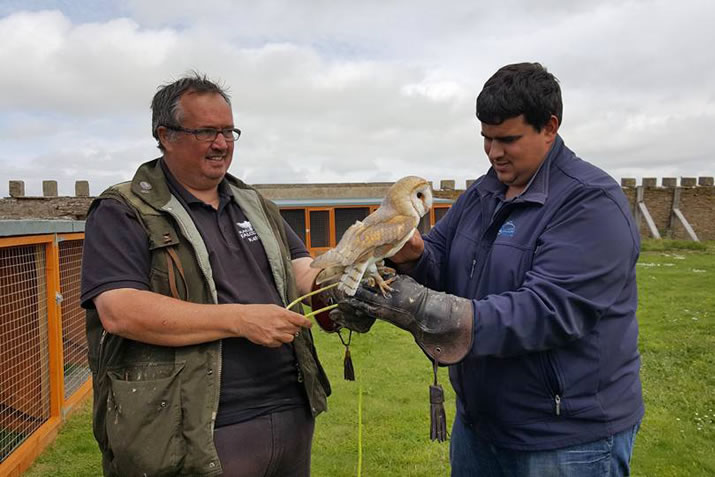 Handling a owl at Skaill House Falconry, Orkney