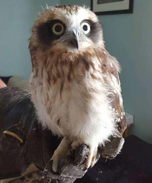 Skara the Boobook Owl