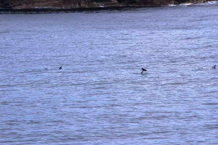 Orkney Nature Festival