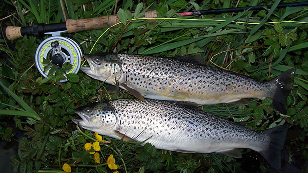 Brown Trout caught in the Loch of Stenness, Orkney