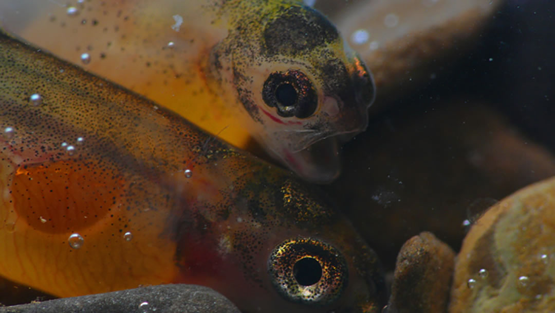 The Orkney Trout Fishing Hatchery Fry