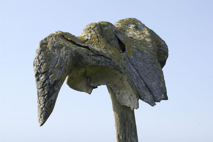 Close up of Birsay whalebone