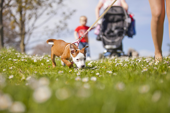 Dog-walking in Duthie Park, Aberdeen