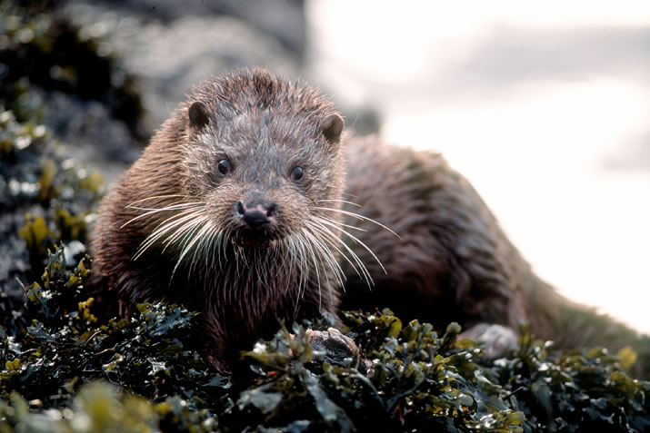 Yell is one of the best places in Shetland to see otters