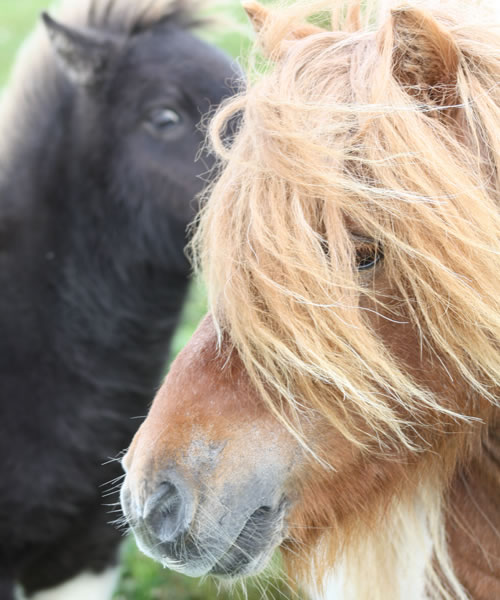 Shetland Ponies in Yell