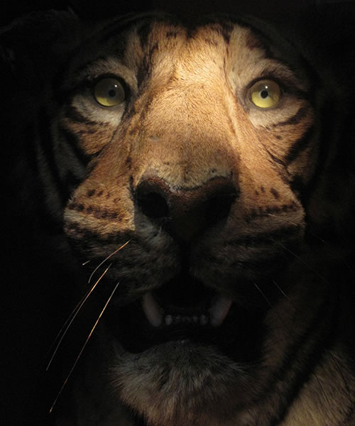 Tigers head, The Gordon Highlanders Museum
